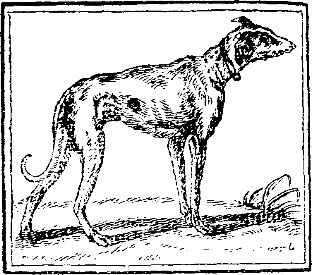 Eine Schwarz-Weiß-Zeichnung eines Greyhounds, der auf dem Boden steht und einen Gürtel um den Hals trägt, mit Text am unteren Bildrand.