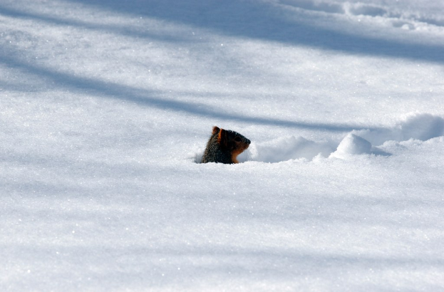 Eine Senf-Flasche liegt seitlich im Schnee.