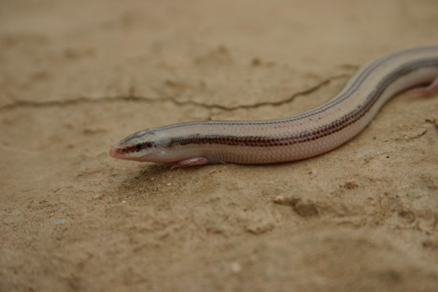 Ein kleiner blinder Wurm, eine hellbraune Eidechse mit dunkleren braunen Streifen, sitzt auf staubigem Boden, seine schwarzen Augen und die züngelnde Zunge beobachten ihre Umgebung.