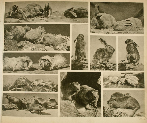 Eine Buchseite mit einer Collage aus detallierten Illustrationen von Kaninchen, Mäusen und anderen kleinen Tieren, begleitet von informativem Text über ihre Habitate.