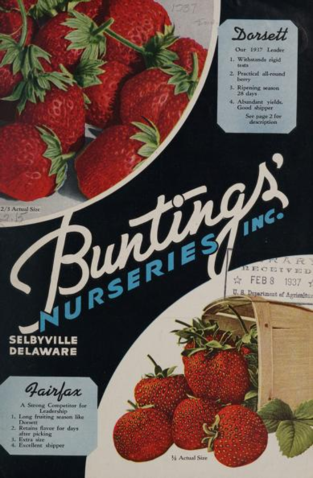 Eine Werbung aus dem Jahr 1937 für Bunting's Nurseries, Inc. mit einem überquellenden Korb voller reifer, roter Erdbeeren und dem Namen des Unternehmens in weißer Schrift, auf einem Hintergrund aus blauen, grünen und gelben Tönen.