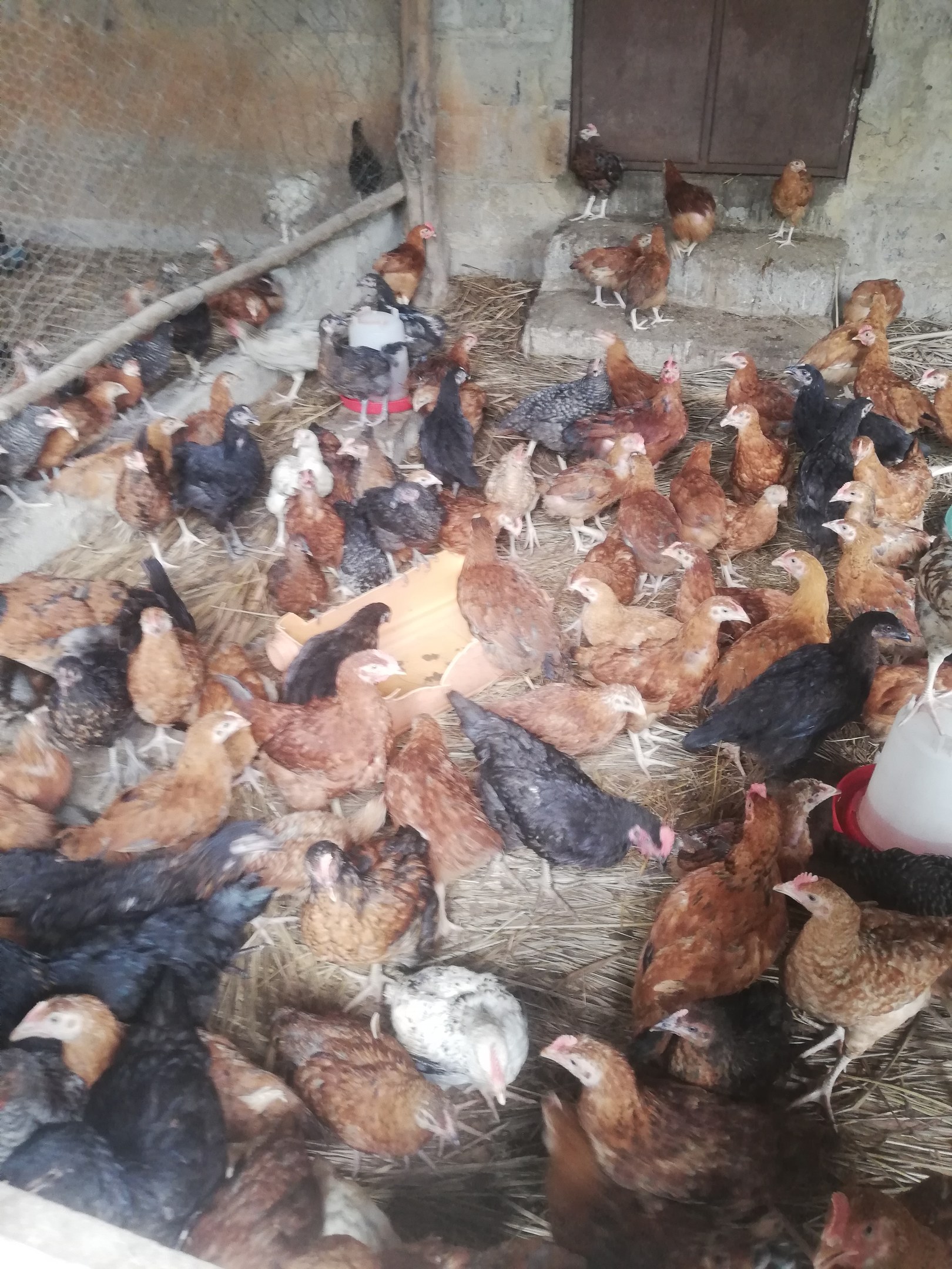 Große Gruppe von Hühnern in einem Drahtgitterzaun mit einer Wand und einer Tür im Hintergrund, inklusive einem Eimer mit Hühnern auf der rechten Seite.