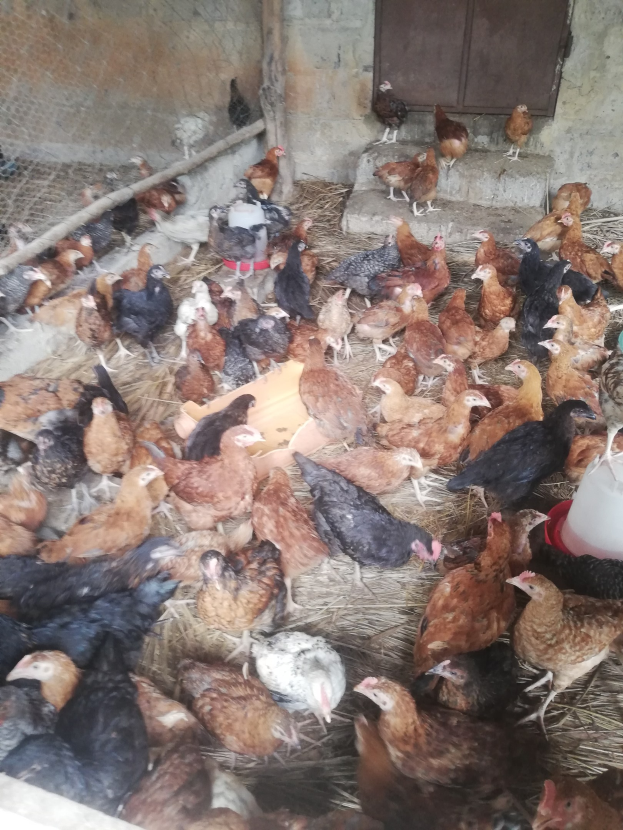 Große Gruppe von Hühnern in einem Drahtgitterzaun mit einer Wand und einer Tür im Hintergrund, inklusive einem Eimer mit Hühnern auf der rechten Seite.