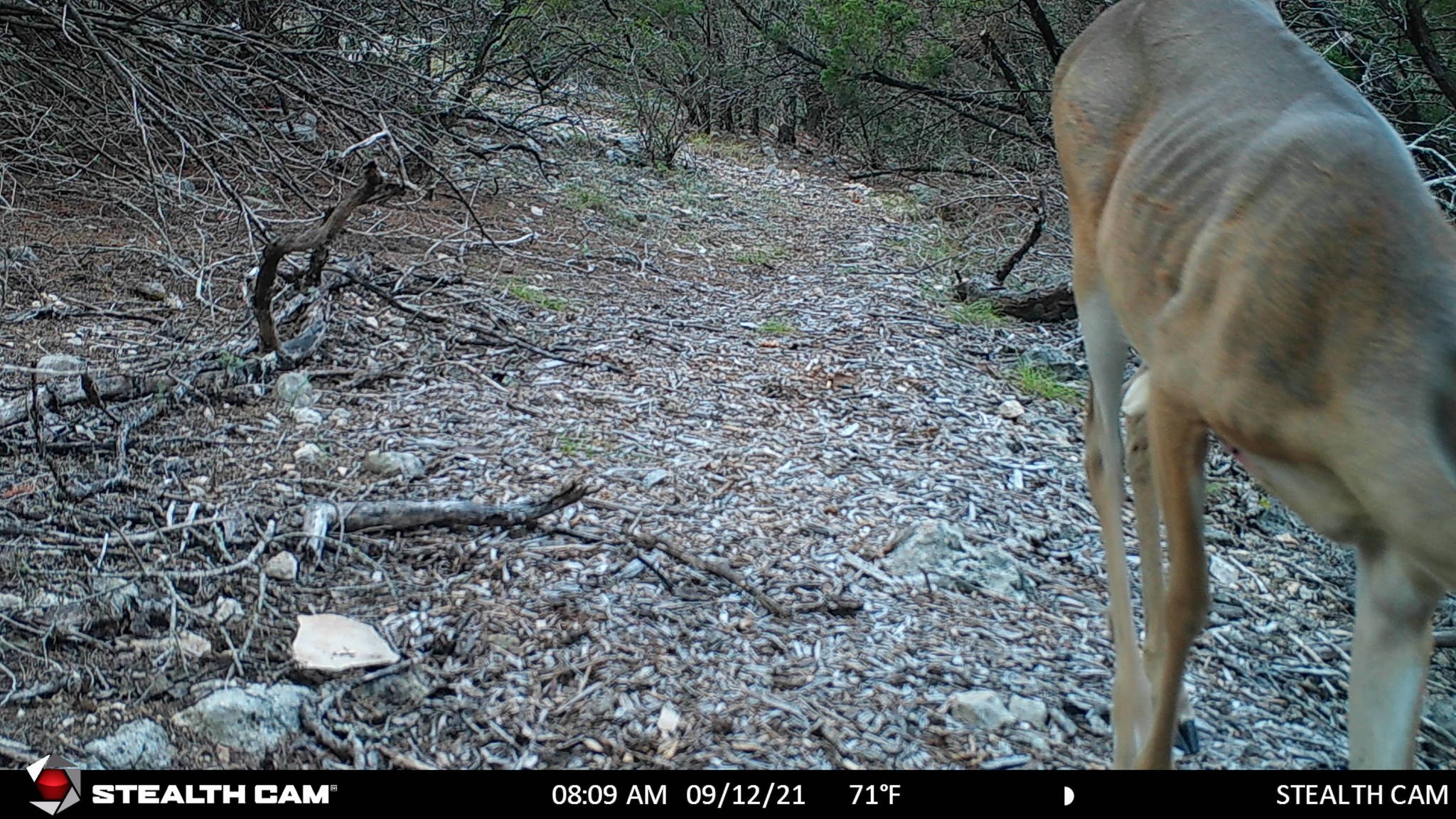 Ein Reh, das auf einem Schotterweg durch einen bewaldeten Bereich mit verstreuten Steinen und Zweigen läuft, mit dem Text "Stealth Cam - Rehjagd in Texas" unten.