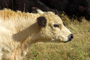 Eine cremefarbene und schwarze Kuh steht in einem Feld mit saftigem grünen Gras, mit ein paar anderen schwarzen Kühen im Hintergrund.