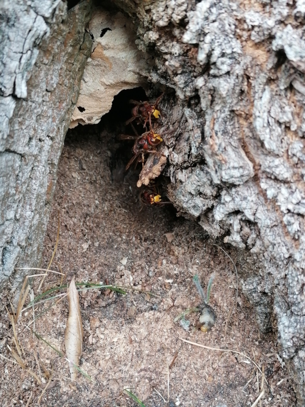 Ein Hornissennest in Baumrinde am Boden, enthaltend zwei Wespen, umgeben von Gras.