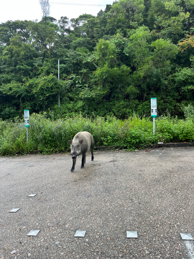 Ein Wildschwein durchquert einen Parkplatz neben einem Wald.