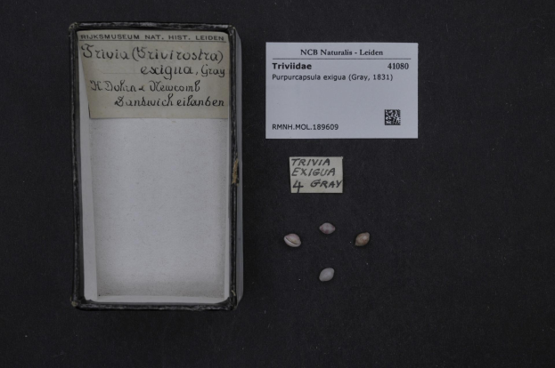 Eine Kartonschachtel mit einem Etikett steht auf einem Tisch neben einem Blatt Papier mit der Aufschrift "Trivia Exigua 4 Gray" und einem Barcode.