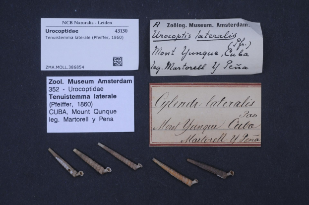 Eine schwarze Oberfläche mit ordentlich angeordneten Nägeln und zwei Papieren mit Text zum Zoologischen Museum in Amsterdam.