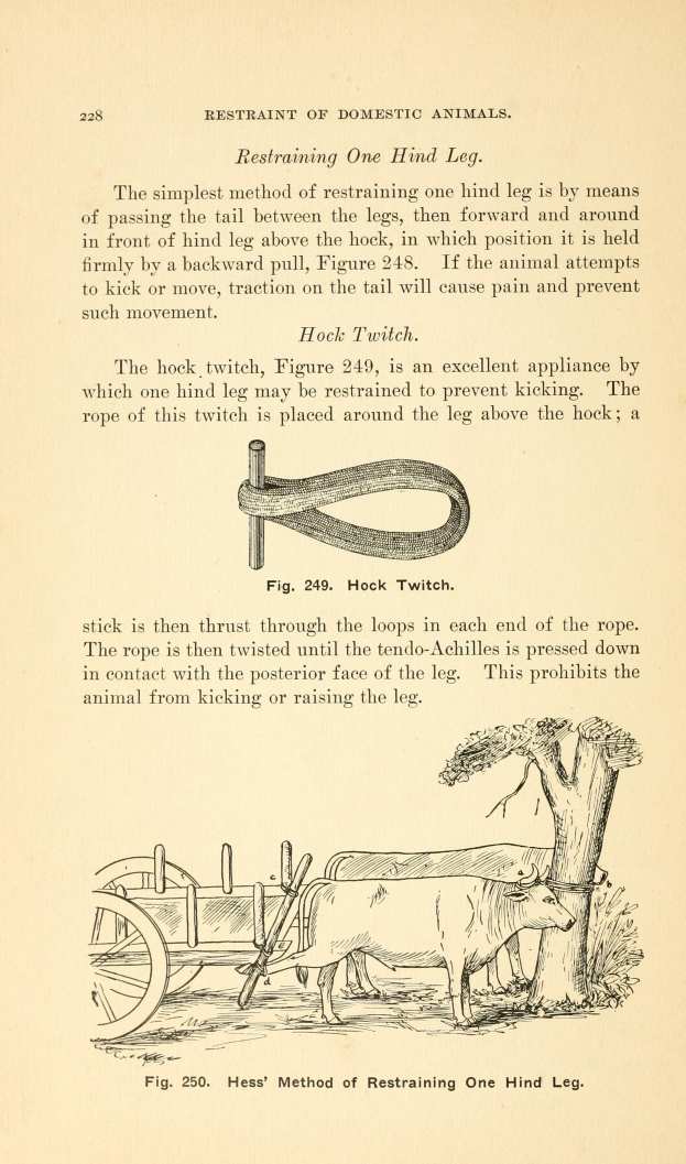 Ein altes Buch mit einer Zeichnung einer Kuh, die einen Wagen zieht, mit einem Baum im Hintergrund und der Inschrift "Tierhaltung" auf der Seite.