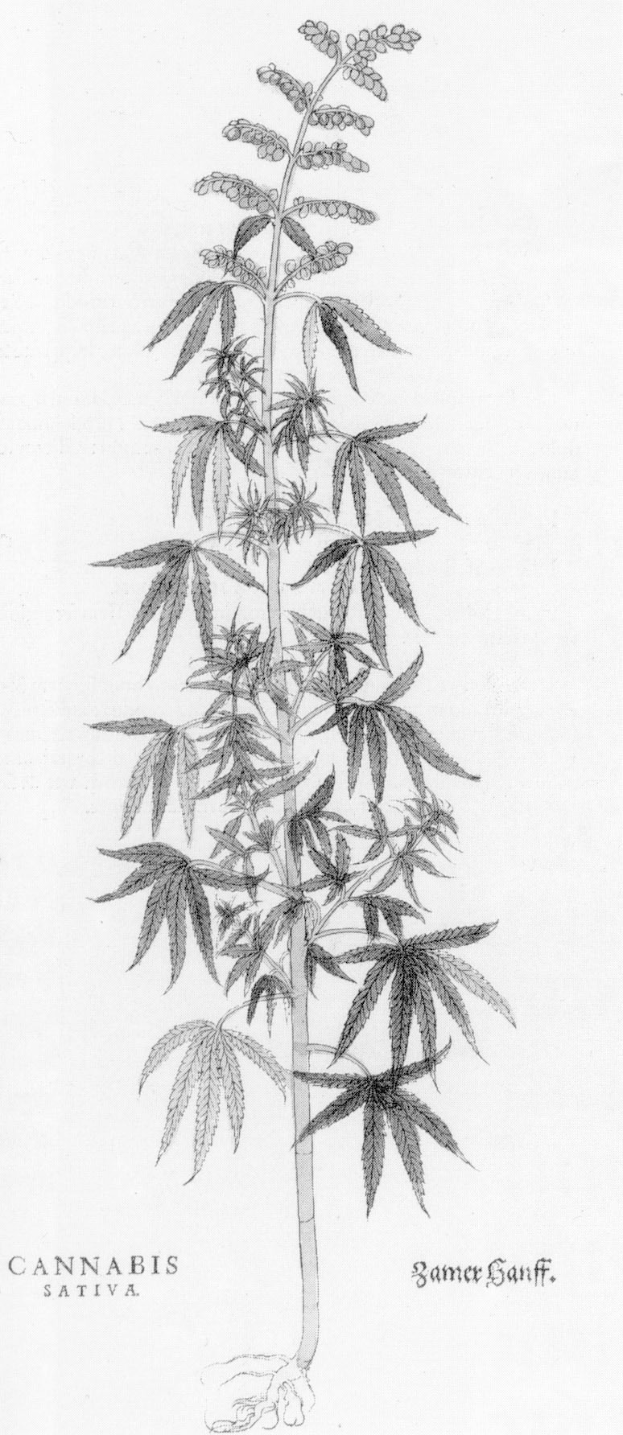 Schwarz-weiß-Zeichnung einer Cannabis Sativa-Pflanze mit beschrifteten Blättern und Stielen.